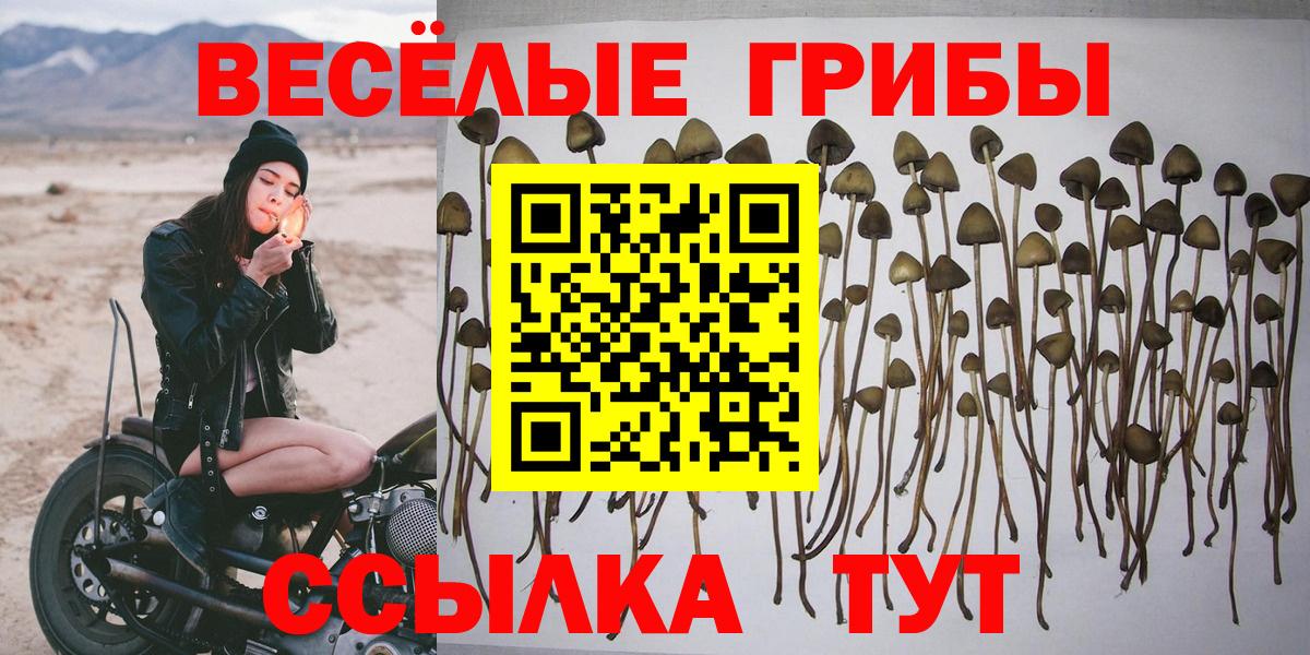 Псилоцибиновые грибы Psilocybine cubensis Кинешма